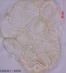 Apocynum androsaemifolium - lame n° 27984